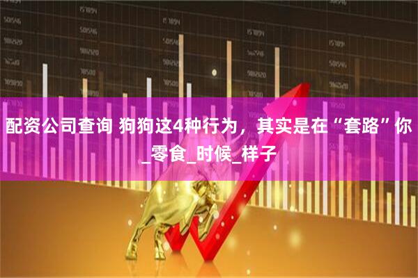 配资公司查询 狗狗这4种行为，其实是在“套路”你_零食_时候_样子